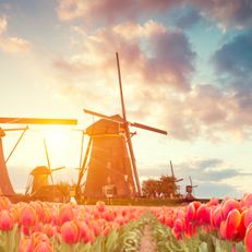 Netherlands (2/3) 

As the sun dips low, the windmills of the Netherlands stand tall amidst a sea of tulips, glowing under the evening sky. Don’t miss the next beautiful moment! 🌇✨

#Vintrica #Travel #Netherlands #NetherlandsVacation #TulipSeason #TravelPhotography #Naturephoto #SunsetLovers #Wanderlust