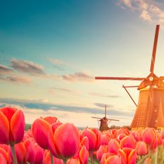 Netherlands (3/3) 

Sunset over the tulip fields, where Dutch windmills catch the last light of day. The sky transforms into a canvas of colors, creating pure magic. The full panoramic beauty is now complete! 🌷🌄 

#Vintrica #Travel #Netherlands #NetherlandsVacation #SunsetHunter #Sunsets #Nature_Brilliance #TravelTheWorld #Panorama