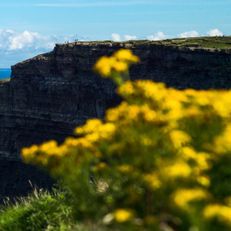 Ireland (1/3)

Standing on the edge of Ireland’s iconic cliffs, where the land meets the endless blue. Stay tuned, the view only gets better! 🌊✨ 

#Vintrica #Travel #IrishCoastline #NatureLovers #CliffsOfMoher #DiscoverIreland #EpicViews #TravelIreland #Wanderlust #ScenicViews #IrelandTravel #AdventureAwaits