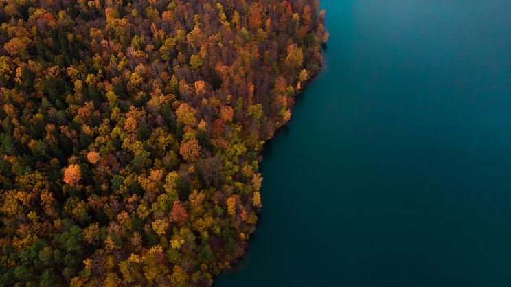 Forest in Lithuania