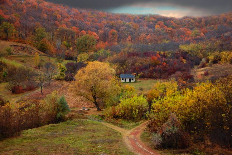 Forest in Moldova