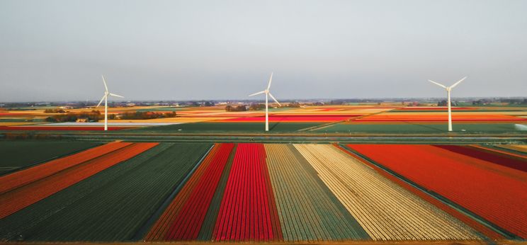 Tulip Fields in the Netherlands