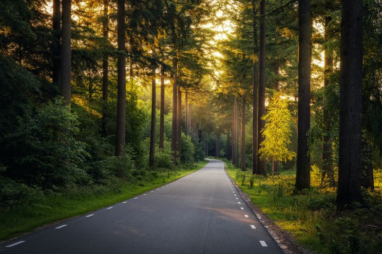 Road in the Netherlands