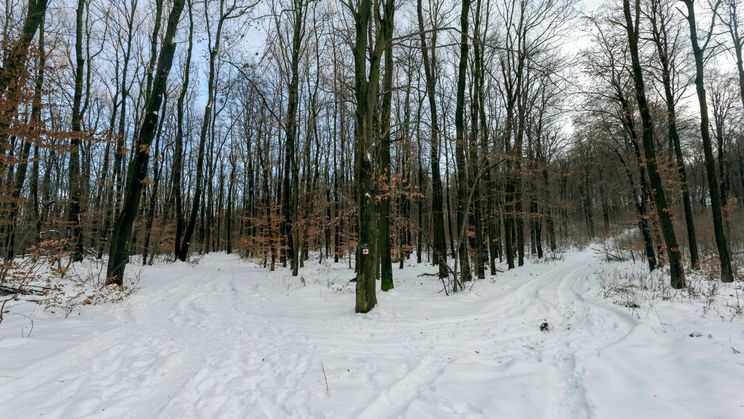 Winterwald Ungarn