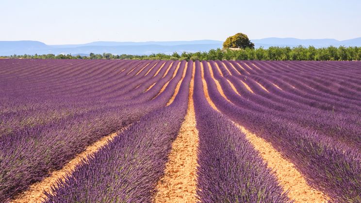 Lavendel